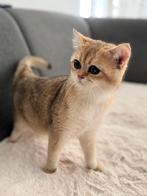 Britse Korthaar Golden( fokker katten) met stamboom, Dieren en Toebehoren, Katten en Kittens | Raskatten | Korthaar, Poes, Gechipt