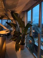 Strelitzia Nicolai XXXL 3mtr, Ophalen, Halfschaduw, 200 cm of meer