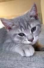 🐾 Schattige Britse korthaar/Blauwe Rus kittens, Dieren en Toebehoren, Katten en Kittens | Raskatten | Korthaar, Meerdere dieren