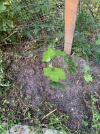 Druivenplant, Ophalen of Verzenden