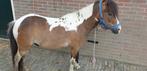 Te koop lieve grote shetland pony, Dieren en Toebehoren, Gechipt, Ruin, Niet van toepassing, A pony (tot 1.17m)