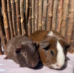 Cavia beren, cavia man, Mannelijk, Cavia