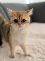 Britse Korthaar Golden met stamboom en Fokker, Dieren en Toebehoren, Katten en Kittens | Raskatten | Korthaar, Poes, Gechipt, 0 tot 2 jaar