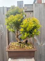 Taxus bonsai, Tuin en Terras, Planten | Bomen, Ophalen, Bloeit niet, Halfschaduw, Overige soorten