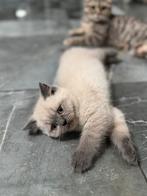 LAATSTE‼️ blue point britse korthaar kitten, Dieren en Toebehoren, Katten en Kittens | Raskatten | Korthaar, Kater