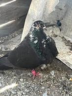 Duiven, Dieren en Toebehoren, Vogels | Duiven, Meerdere dieren