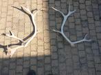 Set rendiergeweien, Verzamelen, Dierenverzamelingen, Ophalen of Verzenden, Nieuw, Gewei of Kop