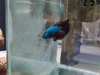 Betta splendens super delta kempvis man, Vis, Zoetwatervis
