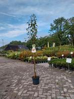 Stoofpeer Gieser Wildeman Halfstam, Tuin en Terras, Overige soorten, Lente, 100 tot 250 cm, Ophalen