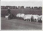 Q81 Ongelopen ansichtkaart beernemse schaapsherder 1987, Ophalen of Verzenden, Ongelopen
