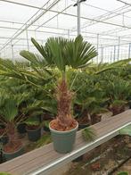 Trachycarpus Wagnerianus palm pot 32, 100 tot 250 cm, Zomer, Palmboom, Ophalen