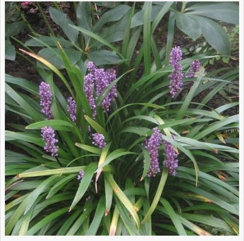 Moneymaker leliegras te koop (€3,50 per stuk, 5 voor €15,00), Tuin en Terras, Planten | Tuinplanten, Ophalen