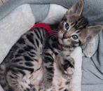 Nog 1 prachtig Bengaal katertje over, Dieren en Toebehoren, Kater, Ontwormd