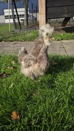 Zijdehoen hennetjes, Dieren en Toebehoren, Pluimvee, Vrouwelijk, Kip