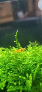 Orange sakura shrimp / oranje garnaal neocaridina, Dieren en Toebehoren, Kreeft, Krab of Garnaal