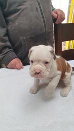 Te koop mooie boxer pups, Dieren en Toebehoren, 8 tot 15 weken, Meerdere, Meerdere dieren, Nederland