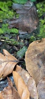 Oophaga Pumilio Punta Laurel, Amfibie, 0 tot 2 jaar