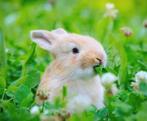 Aangeboden: opvang/adoptie allerlei dieren, Dieren en Toebehoren, Knaagdieren, April, Meerdere dieren, Overige typen
