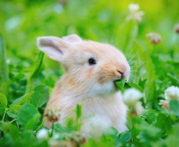 Aangeboden: opvang/adoptie allerlei dieren beschikbaar voor biedingen