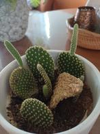 Bunny Ear Cactus in Pot, Overige soorten, Volle zon, Vaste plant, Ophalen of Verzenden