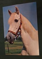 Wit paard - portret, Verzamelen, Ansichtkaarten | Dieren, Verzenden, 1960 tot 1980, Ongelopen, Paard