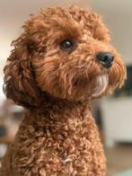 Mini toy poedel zoekt gouden mandje, Dieren en Toebehoren, Honden | Chihuahua's en Gezelschapshonden, Poedel, 1 tot 2 jaar, Teef