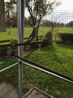 Valkparkiet, Dieren en Toebehoren, Vogels | Parkieten en Papegaaien, Geslacht onbekend, Parkiet