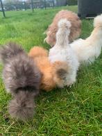 4 hennen 🐥Usa Zijdehoen 11 wk  geent 💯% hen garantie✅, Dieren en Toebehoren, Pluimvee, Vrouwelijk, Kip