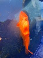 koi, Karper of Koi