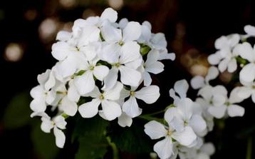 Zaden JUDASPENNING wit - Lunaria Annua alba