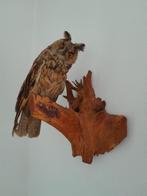 Opgezette Ransuil, Verzamelen, Dierenverzamelingen, Ophalen of Verzenden, Zo goed als nieuw, Vogel, Opgezet dier