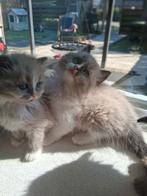 Ragdoll ( Bicolor )kittens, direct beschikbaar!, Meerdere dieren, Gechipt, 0 tot 2 jaar