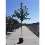 prunus serrulata 'Kanzan' - Japanse sierkers - boom, Tuin en Terras, Halfschaduw, Overige soorten, Lente, 250 tot 400 cm