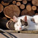 Kater gecastreerd te koop, Dieren en Toebehoren, Katten en Kittens | Overige Katten, Kater