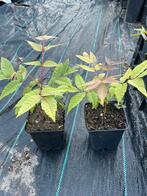 Toona sinensis (Uiensoepboom), Volle zon, Groenteplanten, Eenjarig, Ophalen of Verzenden