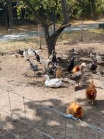 Raszuivere indische loopeenden, Dieren en Toebehoren, Pluimvee, Meerdere dieren, Eend