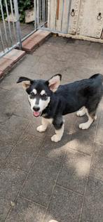 Aangeboden 5 maanden oude husky reu, Dieren en Toebehoren, 15 weken tot 1 jaar, Reu, Eén hond, Nederland