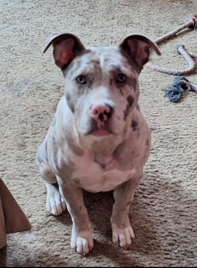 Mooie lieve Amerikaanse Stafford, Dieren en Toebehoren, Honden | Bulldogs, Pinschers en Molossers, Teef, Overige rassen, Particulier