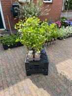 Hortensia’s, Tuin en Terras, Planten | Tuinplanten, Vaste plant, Halfschaduw, Zomer, Ophalen