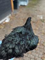 3 jonge orpington kippen (groot), Dieren en Toebehoren, Pluimvee, Vrouwelijk, Kip