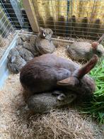 Jonge konijnen Nieuw Zeelander, Dieren en Toebehoren, Konijnen, Meerdere dieren