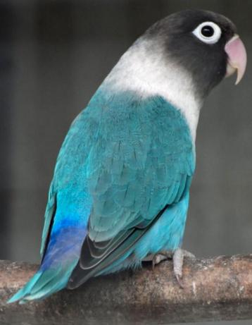 Prachtige brr agapornis personata turquoise blauw pop tam beschikbaar voor biedingen