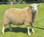 Te koop dekram, zeer mak, maart 2025, Dieren en Toebehoren, Schapen, Geiten en Varkens, Mannelijk, Schaap