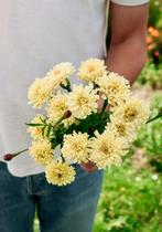 Tagetes Erecta “Sugar & Spice” zaden, Ophalen of Verzenden, Voorjaar, Volle zon, Zaad
