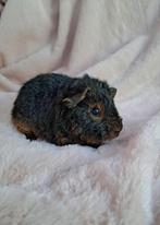 Jong US Teddy cavia beertje, Dieren en Toebehoren, Knaagdieren, September, Mannelijk, Cavia