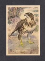 Roofvogel Buizerd (8)., Ophalen of Verzenden, 1960 tot 1980, Vogel