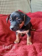 Mooie black and tan Jack Russell puppy's, Dieren en Toebehoren, Honden | Jack Russells en Terriërs, Jack Russell Terriër, Meerdere