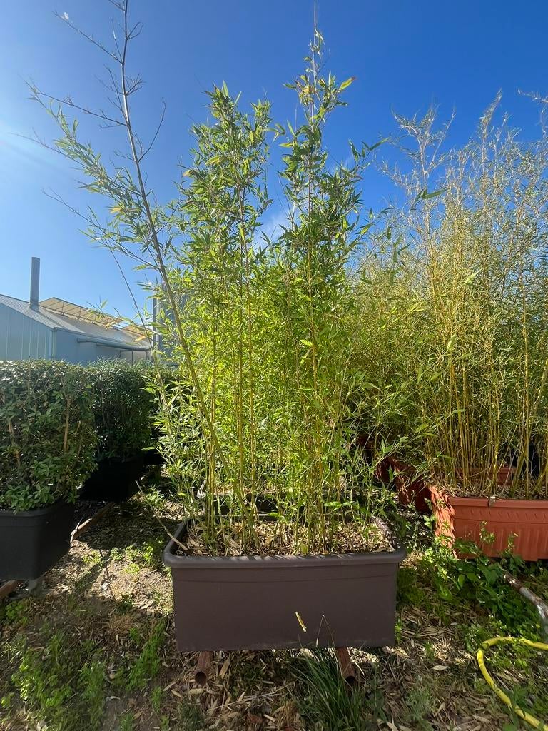 Bamboe Phyllostachys Bisetti hagen, Ophalen, Bloeit niet, Halfschaduw, Overige soorten