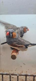 Te koop mannen zebravinken split charcoal, Dieren en Toebehoren, Vogels | Overige Vogels, Mannelijk