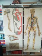 2 grote vintage anatomie school platen. Van Goor zonen's, Natuur en Biologie, Ophalen of Verzenden